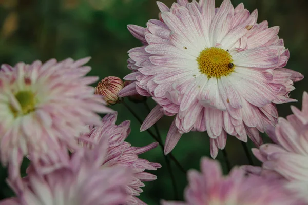 A close up photo of a bunch of dark pink chrysanthemum flowers with yellow centers and white tips on their petals. Chrysanthemum pattern in flowers park. Cluster of pink purple chrysanthemum