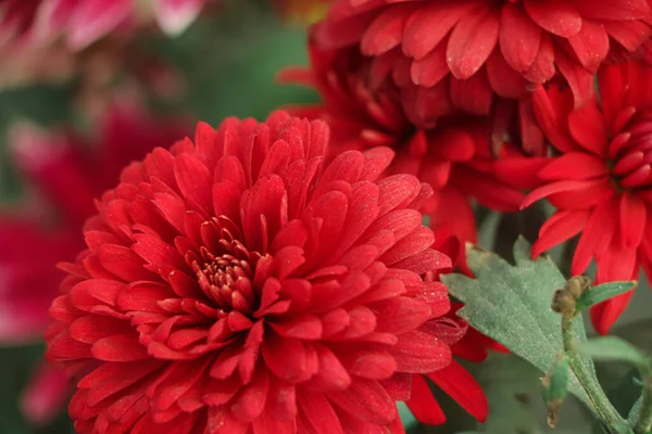Red Chrysanthemums in the autumn garden .Background of many small flowers of Chrysanthemum. Beautiful red autumn flower background. Chrysanthemums Flowers blooming in garden