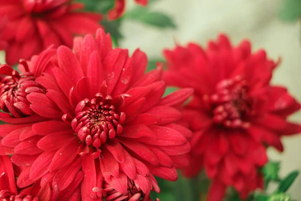 Red Chrysanthemums in the autumn garden .Background of many small flowers of Chrysanthemum. Beautiful red autumn flower background. Chrysanthemums Flowers blooming in garden