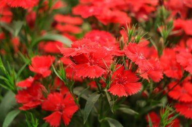 Two red carnation. Closeup view on inflorescence.