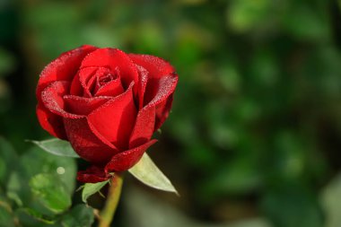 Selective focus on blooming red rose with a lot of copy space in a garden