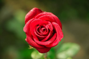 Selective focus on single blooming red rose in asia