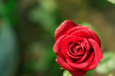 arka plan için kırmızı gül gülümsemek