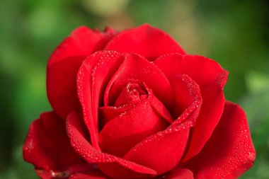 Selective focus on red rose in garden