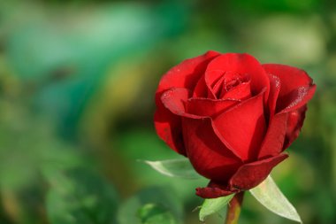 Red rose background with copy space