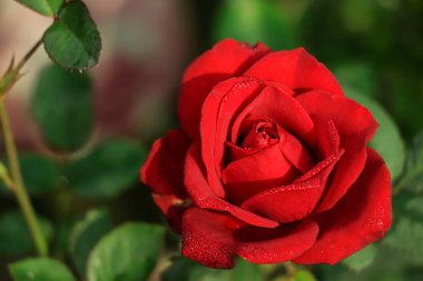 Blooming red rose top view in a garden