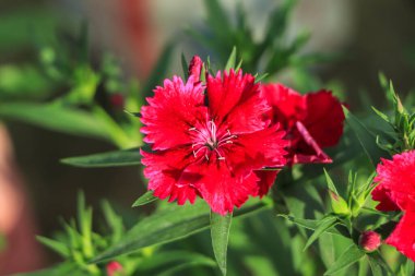 Red dianthus flower blooming in garden