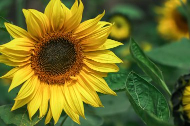 Ayçiçeği tarlası manzarası yakın plan. seçici odak