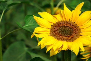 Selective focus on sunflower with copy space