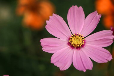cosmos flower closeup in the garden