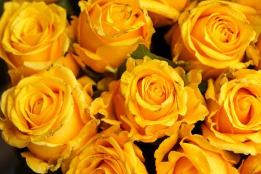 Fresh blooming yellow rose in market