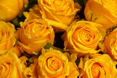 Background of yellow rose flower