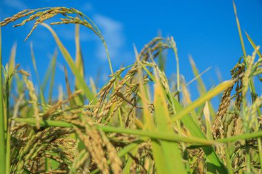 Olgun pirinç tarlaları ve gökyüzü manzarası çiftlikte