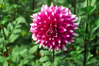 Multicolor white purple dahlia in the garden. Beautiful autumn dahlia flowers in blossom.