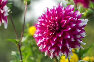 Bright purple dahlia flower. Close up of purple and white dahlia