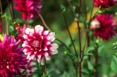 Selective focus on purple dahlia flower in garden