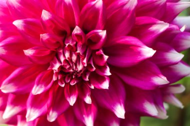 Multicolor white purple dahlia in the garden. Beautiful autumn dahlia flowers in blossom.