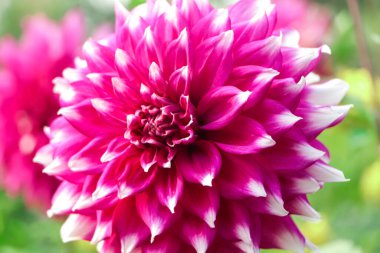 Close up of three pink and white Dahlia flowers in sunlight, with other colorful flowers in the soft background