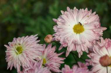 Pink chrysanthemums on a blurry background close-up. Beautiful bright chrysanthemums bloom in autumn in the garden. Chrysanthemum background with a copy of the space.