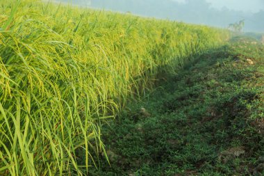 Olgun pirinç tarlaları ve gökyüzü manzarası çiftlikte