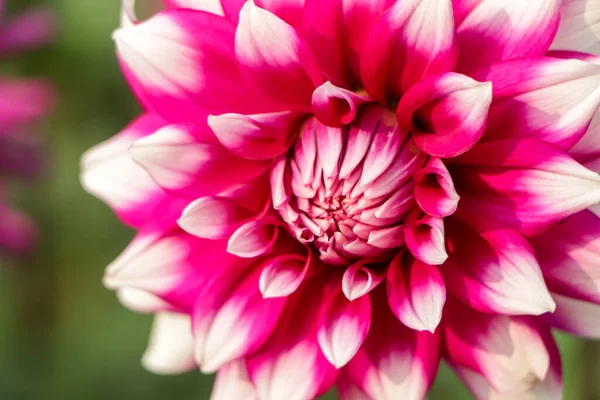 Dahlia with reddish purple gradation in full bloom is shining in the light