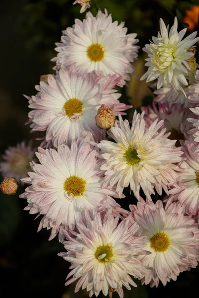 Purple chrysanthemums on a blurry background close-up. Beautiful bright chrysanthemums bloom in autumn in the garden.