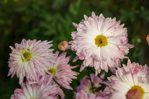 A close up photo of a bunch of dark pink chrysanthemum flowers with yellow centers and white tips on their petals. Chrysanthemum pattern in flowers park. Cluster of pink purple chrysanthemum