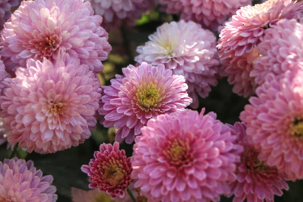Purple chrysanthemums on a blurry background close-up. Beautiful bright chrysanthemums bloom in autumn in the garden.