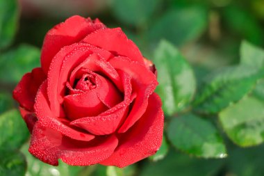 Bahçedeki güzel kırmızı gül