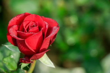 Classic red rose in full bloom close up