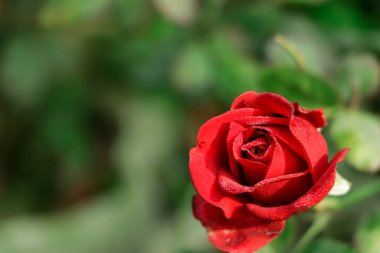 Bahçe spreyi kırmızı güller. Dallardaki yeşil yapraklar, güneşli bir günde açan güllerin çalıları..