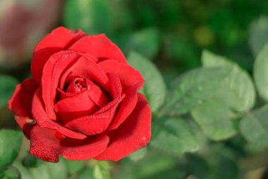 Çok güzel tek çiçek kırmızı gül