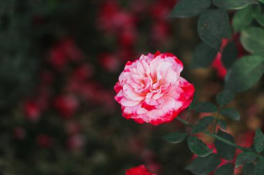 Bahçede pembe ve beyaz bir gül