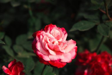 Selective focus on pink and white rose flower flower
