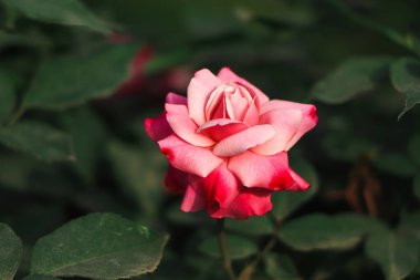 Pink and white rose with green background