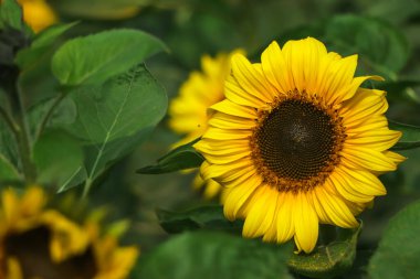 Yellow sun flower with green leaf on background blooming in garden