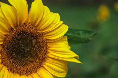 Ayçiçeği doğal arka plan, ayçiçeği açan güneş çiçeği yağı deri sağlığını geliştirir ve hücre yenilenmesini teşvik eder.