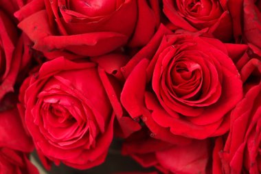 Red rose closeup as a background