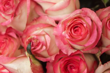 Background of blooming pink rose flower