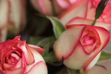 Pink and white rose blooming in garden