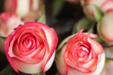 Pink and white rose blooming in garden