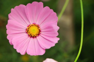 Selective focus on pink cosmos flower blooming in a garden