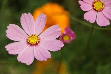 Kozmos çiçekleri arka planda vintage tarzı