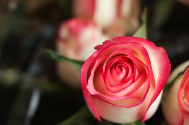 Bahçede pembe ve beyaz bir gül