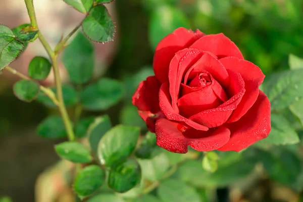 Rosa Rossa Come Sfondo Naturale Vacanze Foto Stock