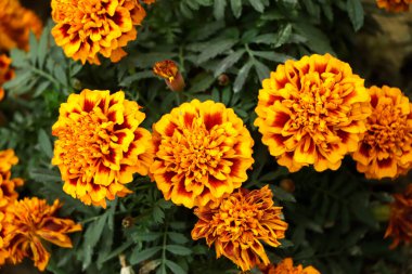 Bahçedeki güzel Marigold çiçek desenini kapat..