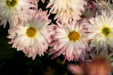 pink winter chrysanthemum flowers with space for text. garden chrysanthemum