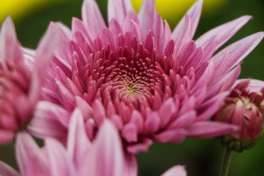 Pink chrysanthemum flower also called as flower of november