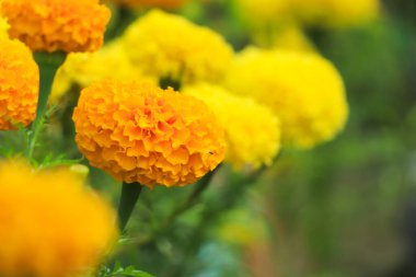 Kadife çiçekleri (Tagetes erecta, Meksika kadife çiçeği, Aztek kadife çiçeği, Afrika kadife çiçeği))