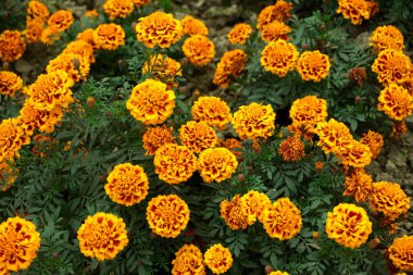 full frame background of Mexican Marigold flower